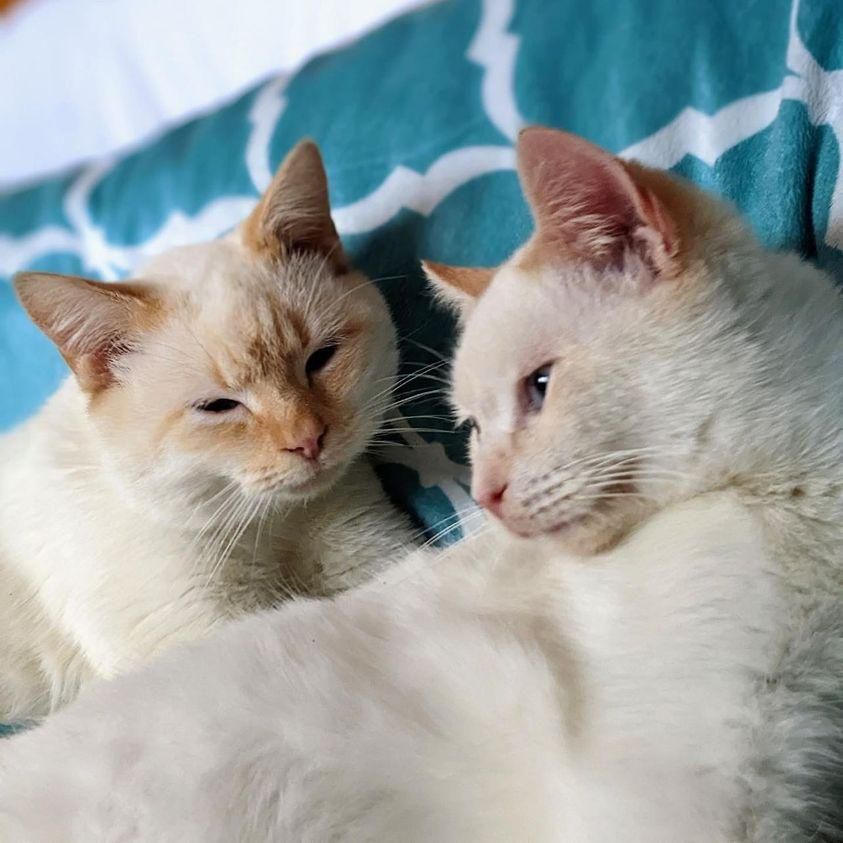 仲良しな子猫達