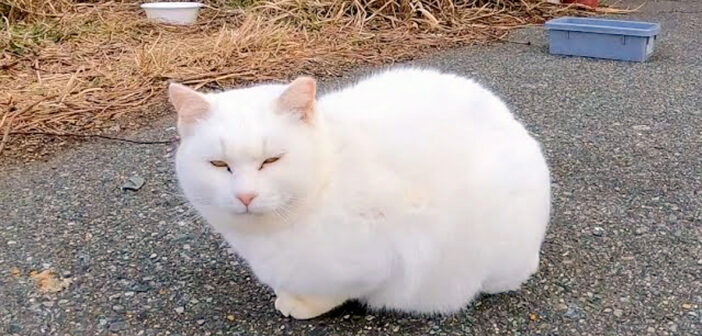 地面に座っていた白猫