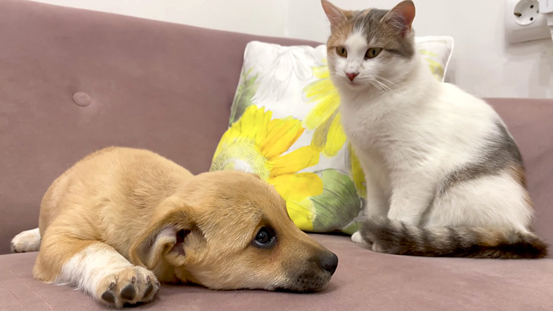 子犬と子猫