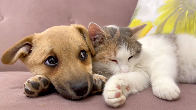 子猫に寄り添う子犬