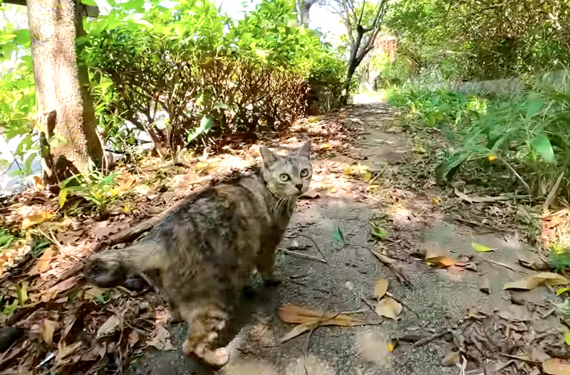 歩道を歩く猫