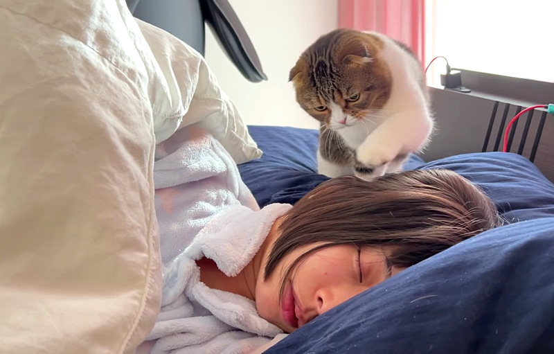 お母さんを起こす猫