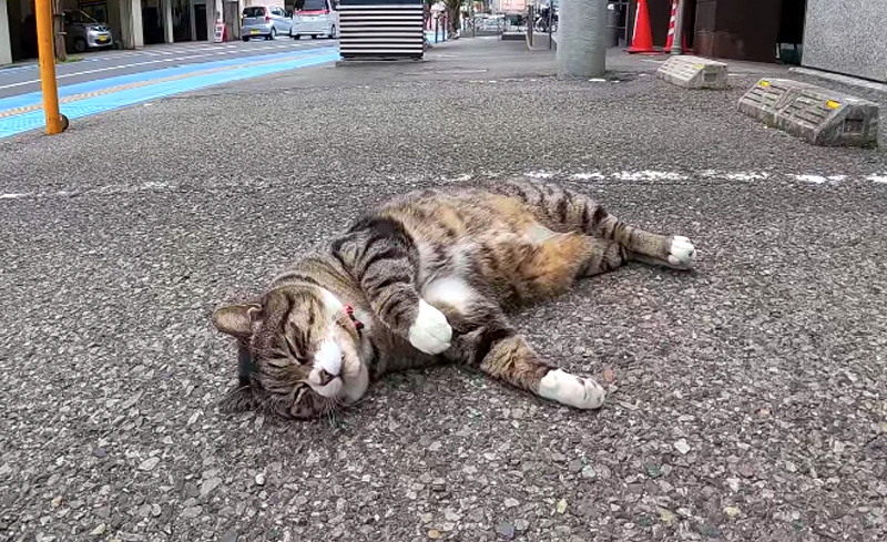 駐車場で眠る猫