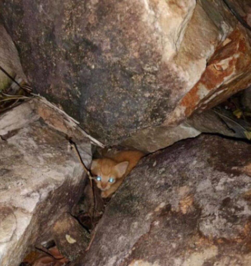 岩の中の子猫