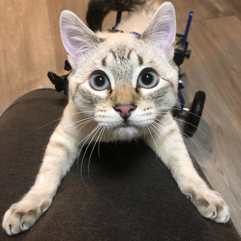 車椅子の子猫