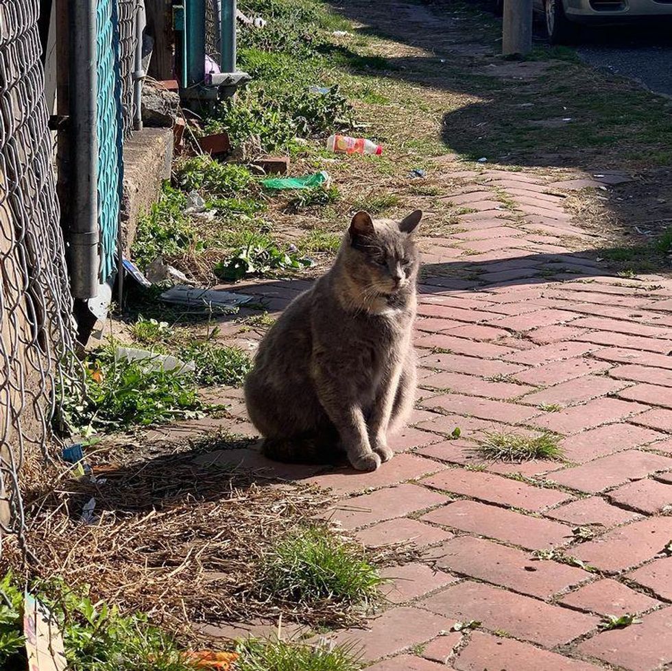 路上の猫