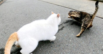 茶シロ猫に猛アタックするキジトラ猫