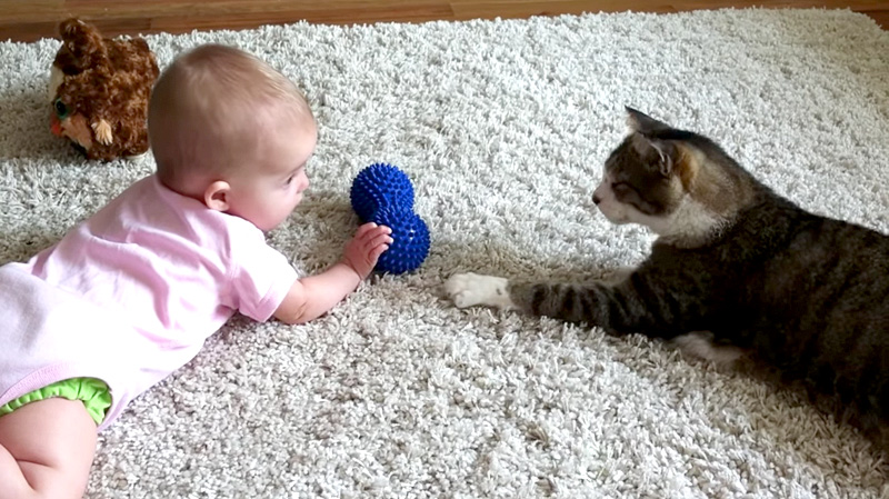 会話をする赤ちゃんと猫