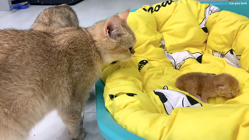 子猫が気になる母猫