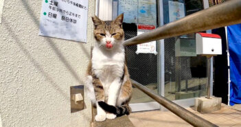 猫島の診療所の前にいた猫