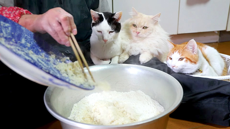 団子が気になる猫