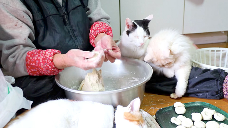 おばあちゃんに寄り添う猫