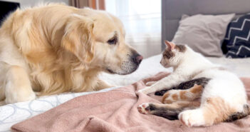 猫の親子が気になる犬