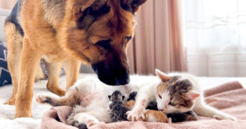 子猫が気になる犬