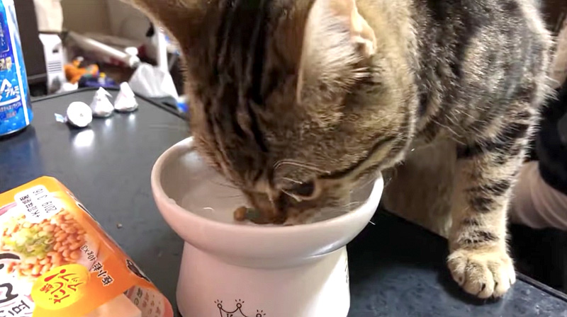 納豆を食べる猫