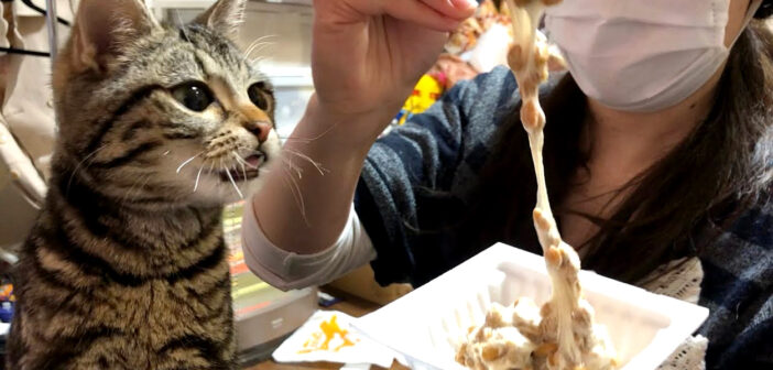 納豆を食べる猫