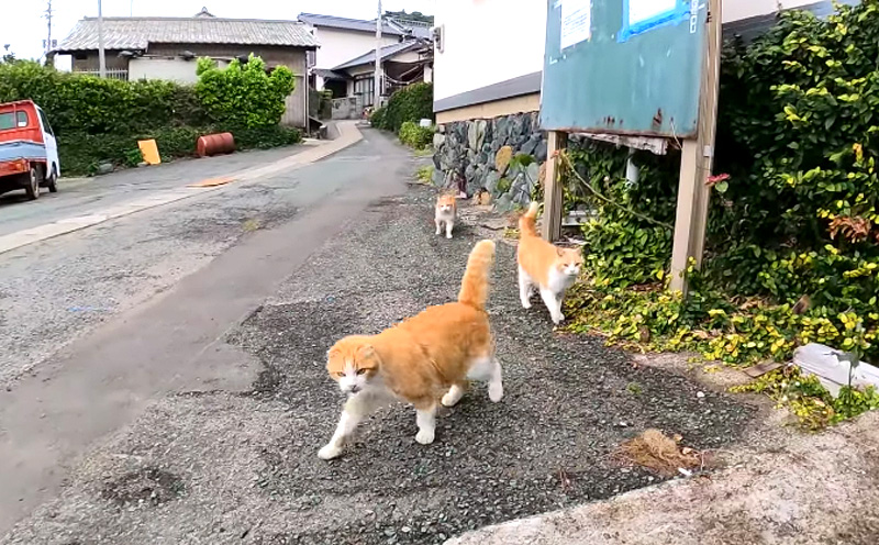 追いかけてきた猫達