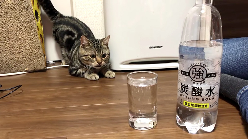 炭酸と猫