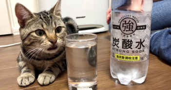 炭酸と猫