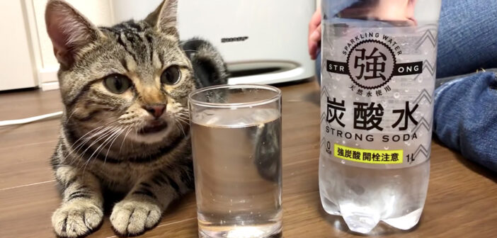 炭酸と猫