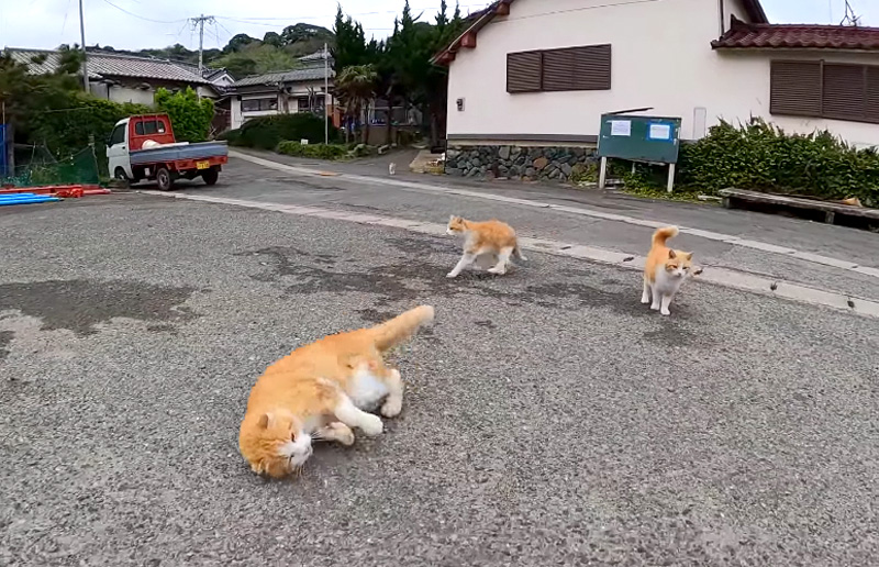 倒れ込む猫