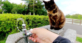 水が飲みたい猫