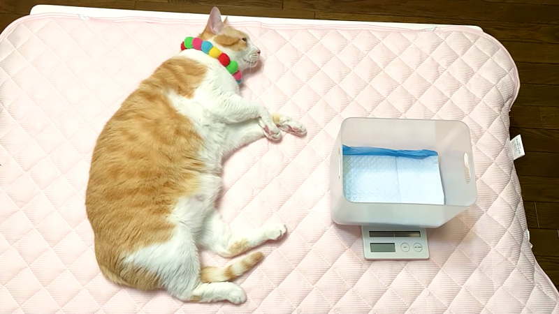 寝転がる猫