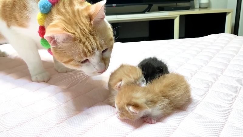 子猫達が気になる猫