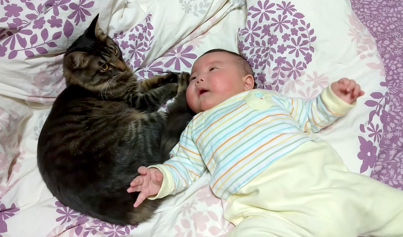 赤ちゃんに寄り添う猫
