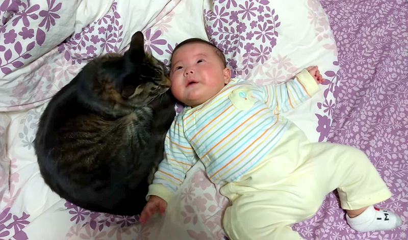 赤ちゃんをあやす猫