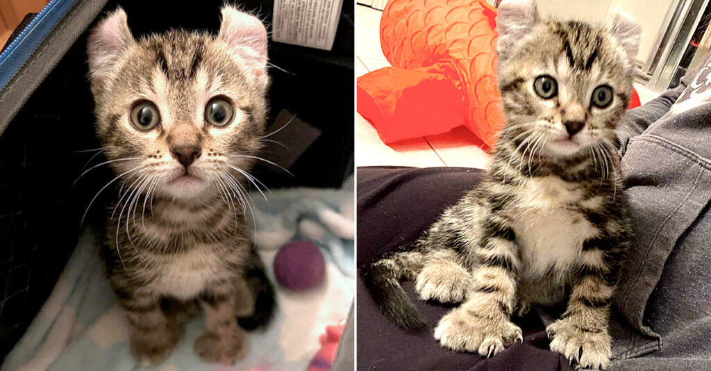 猫の手が借りたいのに足を出す猫の足」 猫の手が借りたいのに足を出す猫の足」