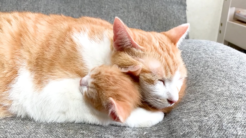 子猫を抱きしめながら眠る先住猫