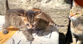 子猫を心配する母猫