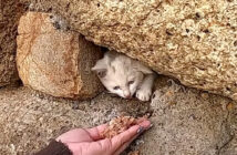 岩に挟まっている子猫