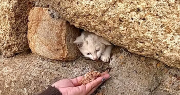 岩に挟まっている子猫