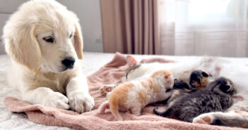 子猫達が気になる子犬