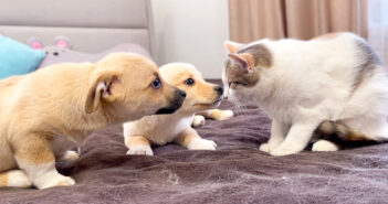 子犬達に出会った猫さん