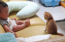 子猫と赤ちゃんの初対面