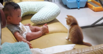 子猫と赤ちゃんの初対面