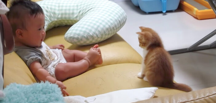 子猫と赤ちゃんの初対面