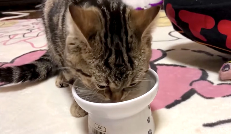 夢中で食べる猫