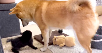 初対面した柴犬と子猫