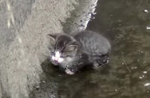 水路に落ちてしまった子猫