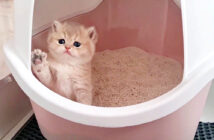トイレの中の子猫
