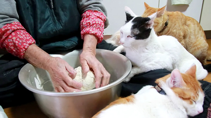 小豆ばっとう作りを見守る猫達