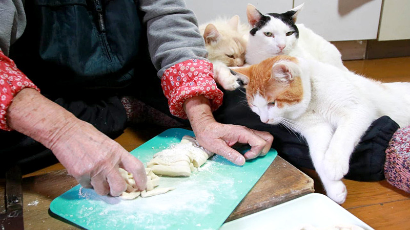 小豆ばっとう作りを見守る猫達