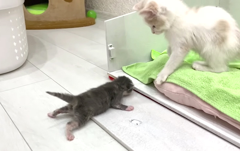 赤ちゃん猫を助ける子猫
