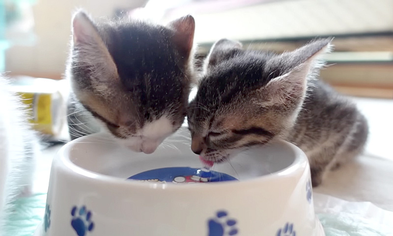 水を飲む子猫達