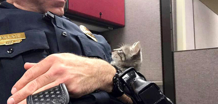 警察官と子猫