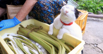 猫と秋田蕗の塩漬け作り